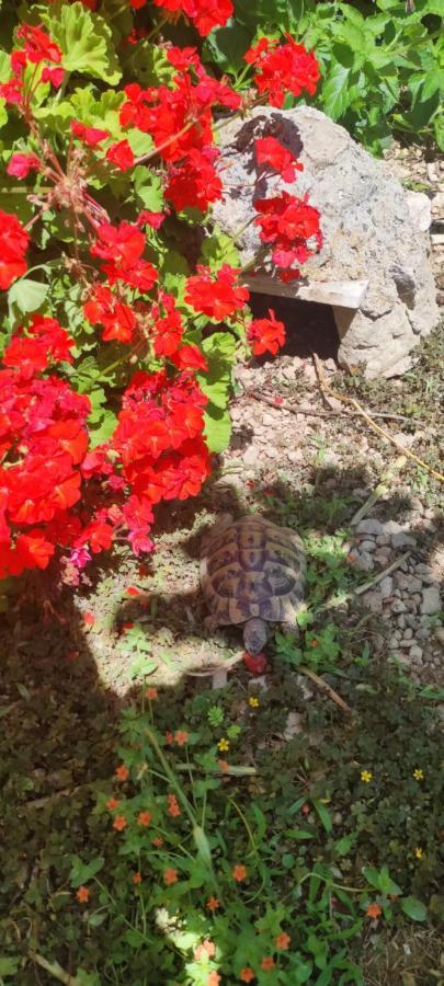 Lucija 2 Apartman Salona Kültér fotó